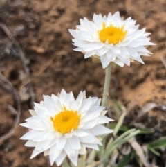 Leucochrysum albicans subsp. tricolor (Hoary Sunray) at Mount Majura - 8 Oct 2018 by AaronClausen