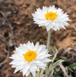 Leucochrysum albicans subsp. tricolor at Majura, ACT - 8 Oct 2018