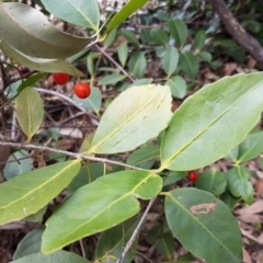 Elaeodendron australe var. australe (Red Olive Plum) at Cullendulla Creek Nature Reserve - 26 Aug 2017 by Di