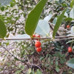 Elaeodendron australe var. australe at Cullendulla Creek Nature Reserve - 27 Aug 2017 12:00 AM