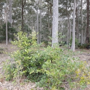 Elaeodendron australe var. australe at Cullendulla Creek Nature Reserve - 27 Aug 2017