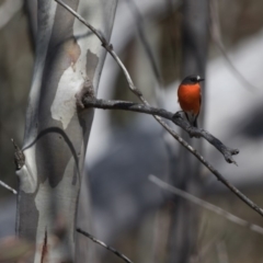 Petroica phoenicea (Flame Robin) at Cotter River, ACT - 8 Oct 2018 by RichForshaw