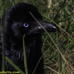 Corvus coronoides (Australian Raven) at Jerrabomberra Wetlands - 6 Oct 2018 by BIrdsinCanberra