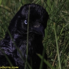 Corvus coronoides at Fyshwick, ACT - 7 Oct 2018 08:54 AM