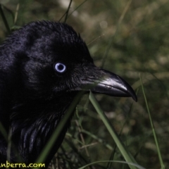 Corvus coronoides at Fyshwick, ACT - 7 Oct 2018 08:54 AM