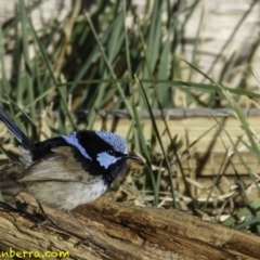 Malurus cyaneus (Superb Fairywren) at Fyshwick, ACT - 6 Oct 2018 by BIrdsinCanberra