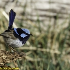 Malurus cyaneus at Fyshwick, ACT - 7 Oct 2018