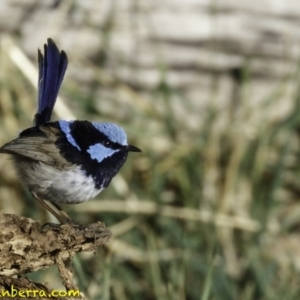 Malurus cyaneus at Fyshwick, ACT - 7 Oct 2018