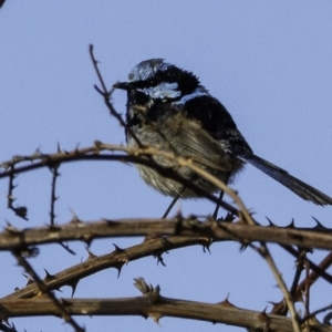 Malurus cyaneus at Fyshwick, ACT - 7 Oct 2018 08:34 AM