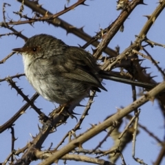 Malurus cyaneus at Fyshwick, ACT - 7 Oct 2018 08:34 AM