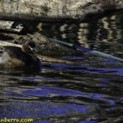 Tachybaptus novaehollandiae (Australasian Grebe) at Jerrabomberra Wetlands - 6 Oct 2018 by BIrdsinCanberra