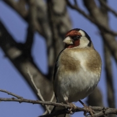 Carduelis carduelis at Fyshwick, ACT - 7 Oct 2018 08:39 AM