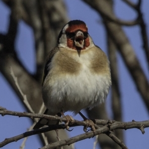 Carduelis carduelis at Fyshwick, ACT - 7 Oct 2018