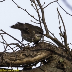 Sericornis frontalis (White-browed Scrubwren) at Campbell, ACT - 7 Oct 2018 by JonSteinbeck