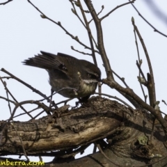 Sericornis frontalis (White-browed Scrubwren) at Campbell, ACT - 7 Oct 2018 by BIrdsinCanberra