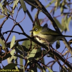 Zosterops lateralis (Silvereye) at Fyshwick, ACT - 7 Oct 2018 by BIrdsinCanberra