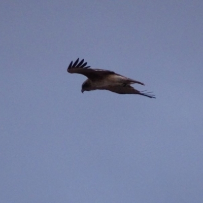 Hieraaetus morphnoides (Little Eagle) by roymcd