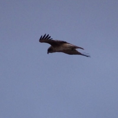 Hieraaetus morphnoides (Little Eagle) at Red Hill, ACT - 8 Oct 2018 by roymcd