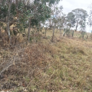 Themeda triandra at Yarralumla, ACT - 5 Oct 2018