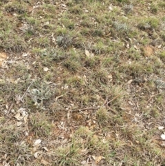 Themeda triandra at Yarralumla, ACT - 5 Oct 2018