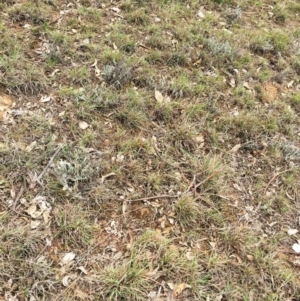 Themeda triandra at Yarralumla, ACT - 5 Oct 2018