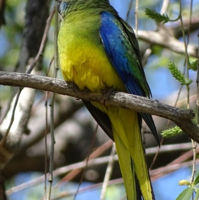 Neophema pulchella (Turquoise Parrot) at Jerrabomberra Wetlands - 8 Oct 2018 by roymcd