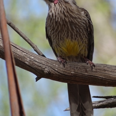 Anthochaera carunculata (Red Wattlebird) at Fyshwick, ACT - 8 Oct 2018 by roymcd