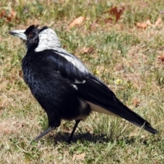 Gymnorhina tibicen (Australian Magpie) at Lyons, ACT - 8 Oct 2018 by RodDeb