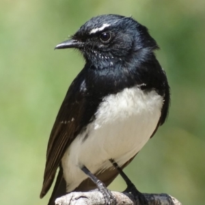 Rhipidura leucophrys at Fyshwick, ACT - 8 Oct 2018