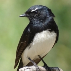 Rhipidura leucophrys (Willie Wagtail) at Jerrabomberra Wetlands - 8 Oct 2018 by roymcd