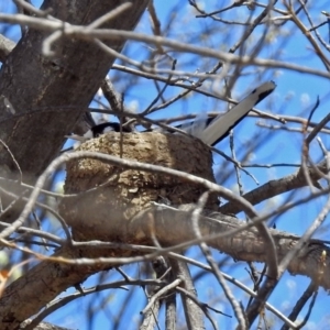 Grallina cyanoleuca at Lyneham, ACT - 8 Oct 2018