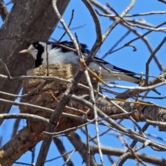 Grallina cyanoleuca at Lyneham, ACT - 8 Oct 2018