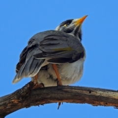 Manorina melanocephala (Noisy Miner) at Lyons, ACT - 8 Oct 2018 by RodDeb