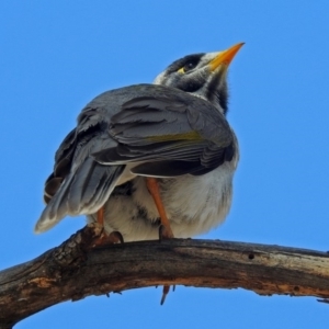 Manorina melanocephala at Lyons, ACT - 8 Oct 2018 11:56 AM