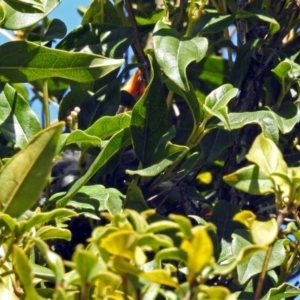 Manorina melanocephala at Lyons, ACT - 8 Oct 2018 11:56 AM