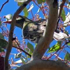 Oriolus sagittatus (Olive-backed Oriole) at Lyons, ACT - 8 Oct 2018 by RodDeb