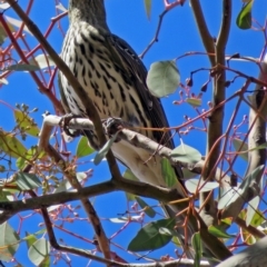 Oriolus sagittatus at Lyons, ACT - 8 Oct 2018