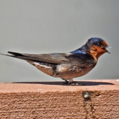 Hirundo neoxena (Welcome Swallow) at City Renewal Authority Area - 8 Oct 2018 by RodDeb