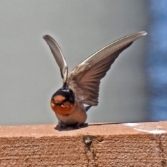 Hirundo neoxena at Lyneham Wetland - 8 Oct 2018 01:07 PM