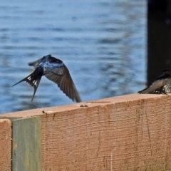 Hirundo neoxena at Lyneham Wetland - 8 Oct 2018