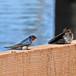 Hirundo neoxena at Lyneham Wetland - 8 Oct 2018