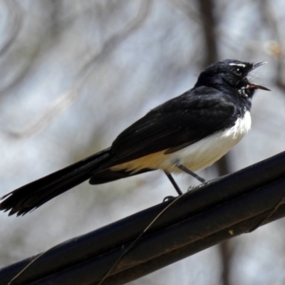 Rhipidura leucophrys (Willie Wagtail) at Sullivans Creek, Lyneham South - 8 Oct 2018 by RodDeb