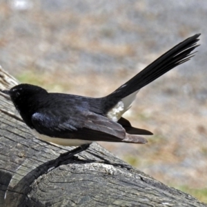 Rhipidura leucophrys at Lyneham, ACT - 8 Oct 2018