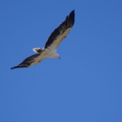 Haliaeetus leucogaster (White-bellied Sea-Eagle) at Fyshwick, ACT - 7 Oct 2018 by roymcd