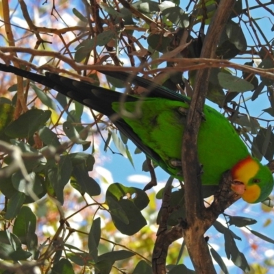 Polytelis swainsonii (Superb Parrot) at Lyons, ACT - 8 Oct 2018 by RodDeb