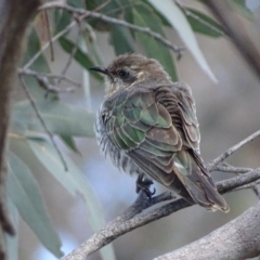 Chrysococcyx basalis (Horsfield's Bronze-Cuckoo) at Fyshwick, ACT - 7 Oct 2018 by roymcd