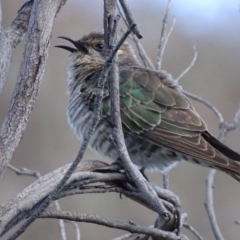 Chrysococcyx basalis at Fyshwick, ACT - 7 Oct 2018