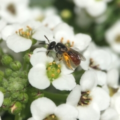 Lasioglossum (Chilalictus) hemichalceum (Halictid Bee) at Capital Hill, ACT - 8 Oct 2018 by PeterA