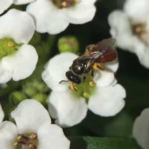 Lasioglossum (Chilalictus) hemichalceum at Capital Hill, ACT - 8 Oct 2018