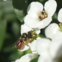 Lasioglossum (Chilalictus) hemichalceum at Capital Hill, ACT - 8 Oct 2018